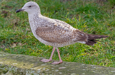 White and grey seagull