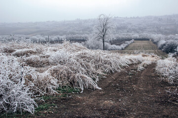 Frozen meadows covered in frost