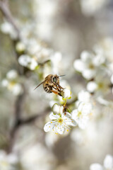 Bee on a flower of the white cherry blossoms. White flowers bloom in the trees. Spring landscape with blooming sakura tree. Beautiful blooming garden on a sunny day. Copy space for text.