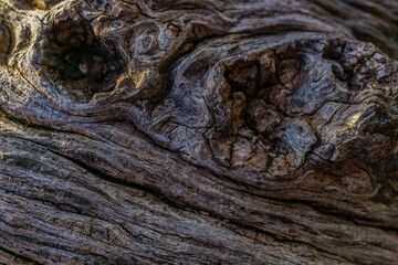 background detail of a dry tree trunk