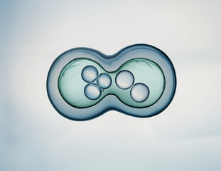 Cells division process, Cell divides into two cells	