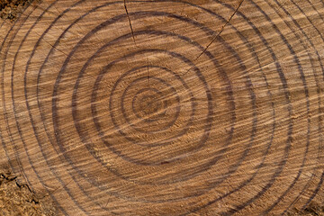 Fototapeta premium cut tree trunk