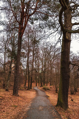 Footpath under bare trees in winter autumn. No life landscape 