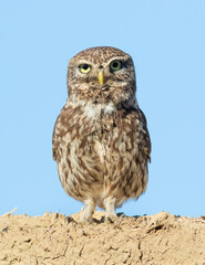 Little owl, Athene noctua. A bird stands on the roof of a house against the sky
