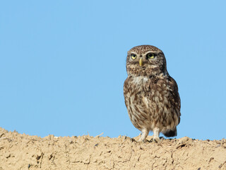 Little owl, Athene noctua. A bird stands on the roof of a house against the sky