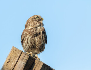 Little owl, Athene noctua. A bird stands on the boards and looks away