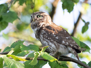 Little owl, Athene noctua. A bird sits on a branch