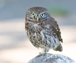 Little owl, Athene noctua. A bird stands on a rock and looks into the lens, taken close-up