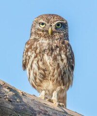 Little owl, Athene noctua. A bird stands on the roof of a house against the sky