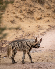 Fototapeta na wymiar hyaena hyaena or Striped hyena side profile with eye contact on safari track blocking road during outdoor jungle safari in ranthambore national park forest india asia
