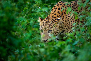 Fototapeta na wymiar indian wild male leopard or panther or panthera pardus fusca face closeup in natural monsoon green season during outdoor jungle safari at forest of central india asia