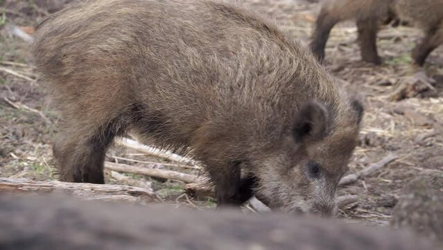 Immature wild boar eating. European nature. Animal hunting.