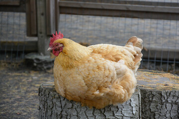 Hen with brown plumage at a petting zoo