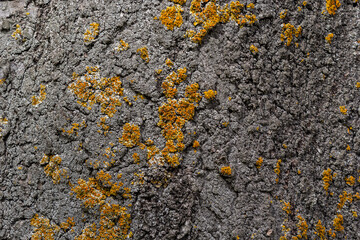 The bark of the tree, the texture of the wood, overgrown with moss. The bark of a thick deciduous tree can be seen as a delicate layer of moss which gives a greenish color