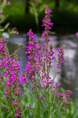 Lythrum salicaria pink flowers, purple loosestrife, spiked loosestrife, purple lythrum on green meadow