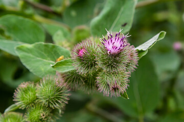 Pink flowers of prickles of a burdock. Medicinal plant. Herbal. Weed growing everywhere. Blossoming burdocks