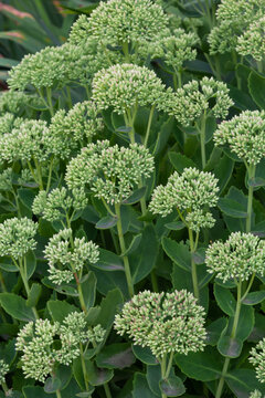 Orpine in early spring with green leaves only .Young shoots of orpine Sedum telephium. Beautiful green plants. Nature background
