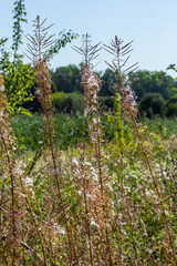 Fototapeta premium Close up of a dried white seed head of fireweed or great willowherb or rosebay willowherb Chamaenerion angustifolium aginst a blurred golden brown background