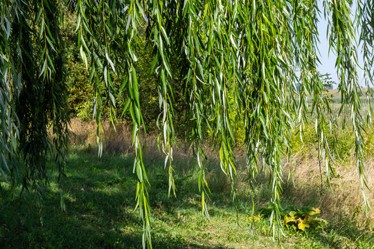 Weeping Golden Willow, is the most popular and widely grown weeping tree in the warm temperate regions of the world