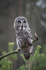 Ural owl (Strix uralensis) is a medium-sized nocturnal owl of the genus Strix, with up to 15 subspecies found in Europe and northern Asia