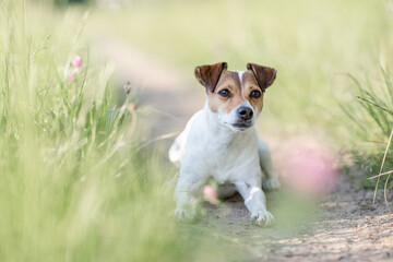Naklejka na ściany i meble Hund, Terrier im Sommer draußen im Gras