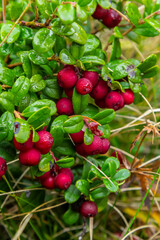 Vaccinium vitis-idaea lingonberry, partridgeberry, or cowberry is a short evergreen shrub in the heath family that bears edible fruit