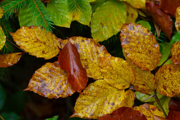 Hornbeam leaves. Autumn leaves in golden color and with beautiful texture