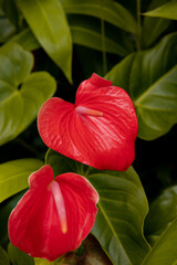 rote Flamingoblume vor grünem Hintergrund, Makro