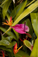 Blume lila mit grünem Hintergrund, Flamingoblume