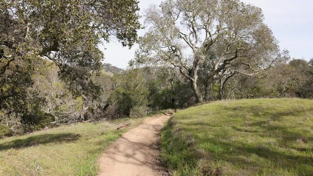 Dirt trail through northern California wilderness by distinctive oak tree