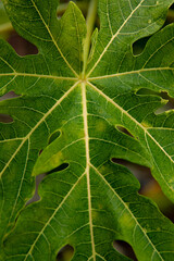 Papaya Blatt grün Makro