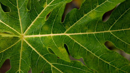 Papaya Blatt grün Makro