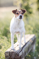 Hund, Terrier im Sommer draußen