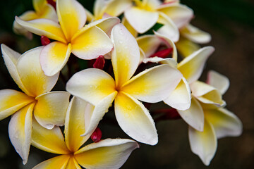 Plumeria Frangipani Tempelbaum Blüte Hawaii