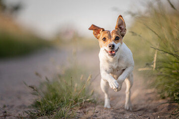 Hund, Terrier rennt in der Natur im Sommer, Rückruftraining auf Spaziergang