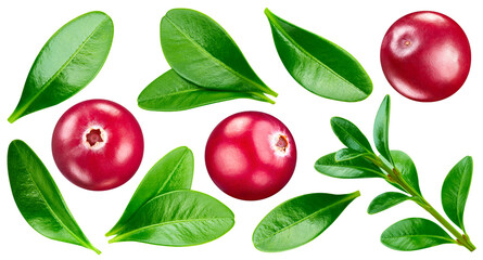 Cranberry isolated on white background