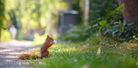 squirrel in a park in Munich