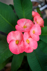 Naklejka premium Pink Poi Sian flower blooming in the garden