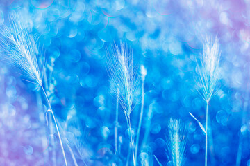 A close up of a magic spikelet on a blue background. Simplicity theory, soft focus