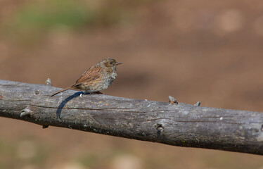 bird spying on its prey on dry branch, Dunnock, Prunella modularis