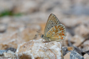 blue butterfly on stone, Anatolian Chalk-hill Blue, Polyommatus ossmar