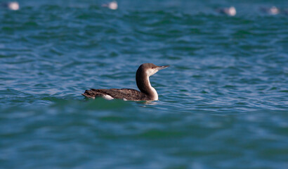 large waterfowl in its natural habitat, Black-throated Loon, Gavia arctica	