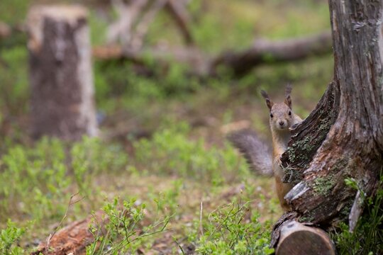 Squirrel hiding behind a tree in a boreal forest