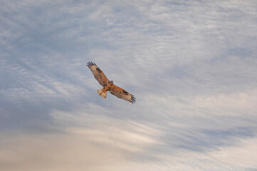 a hawk looking for bait in the air, Common Buzzard, Buteo buteo