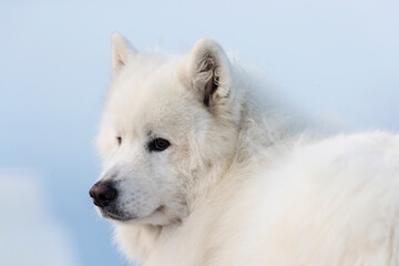 Photograph of white dog