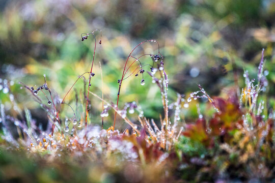 Tundra vegetation, Mutnovsky, Kamchatka Peninsula, Russia