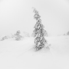 Winter white minimalistic natural landscape. Mystical fairy tale of the winter misty forest. Snow covered Christmas fir trees on mountainside.