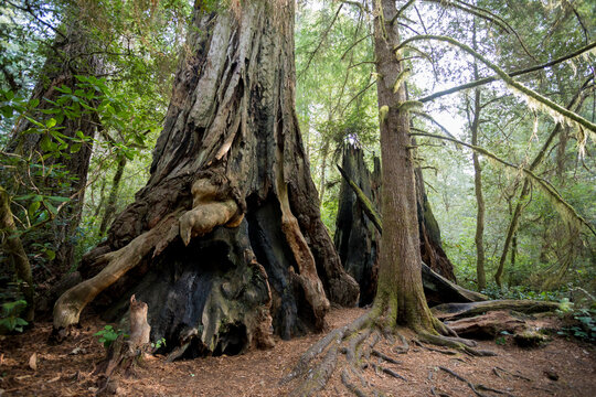 Lady Bird Johnson Trail in California Redwoods National Park, California, USA