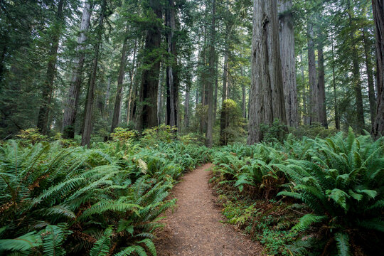 Lady Bird Johnson Trail in California Redwoods National Park, California, USA