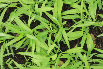Green water spinach plants in growth at vegetable garden, vegetable in southeast asia, indonesia and China 
